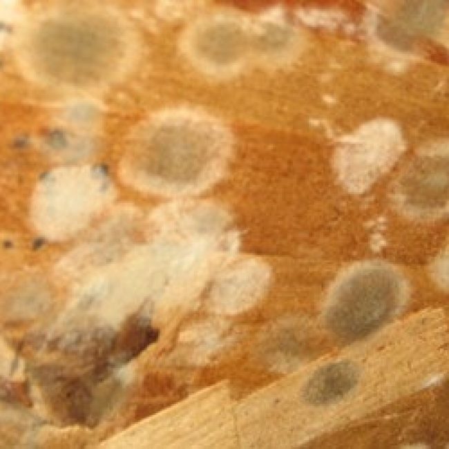 POUR DES RESTAURANTS QUÉBÉCOIS SANS MOISISSURE