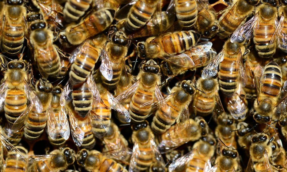 abeille extermination nuisble
