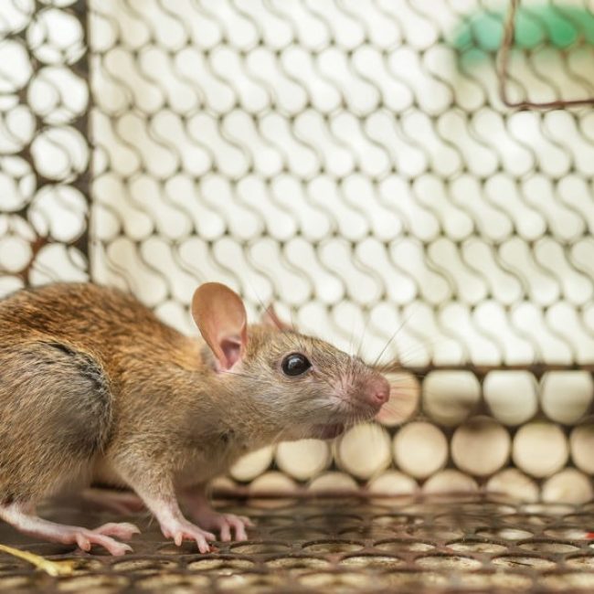 LES 5 MEILLEURS APPÂTS À SOURIS NATURELS