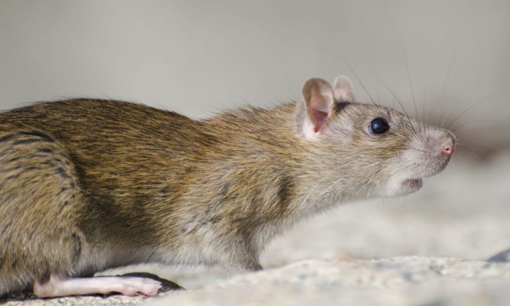 Les méthodes de prévention de la propagation des rats