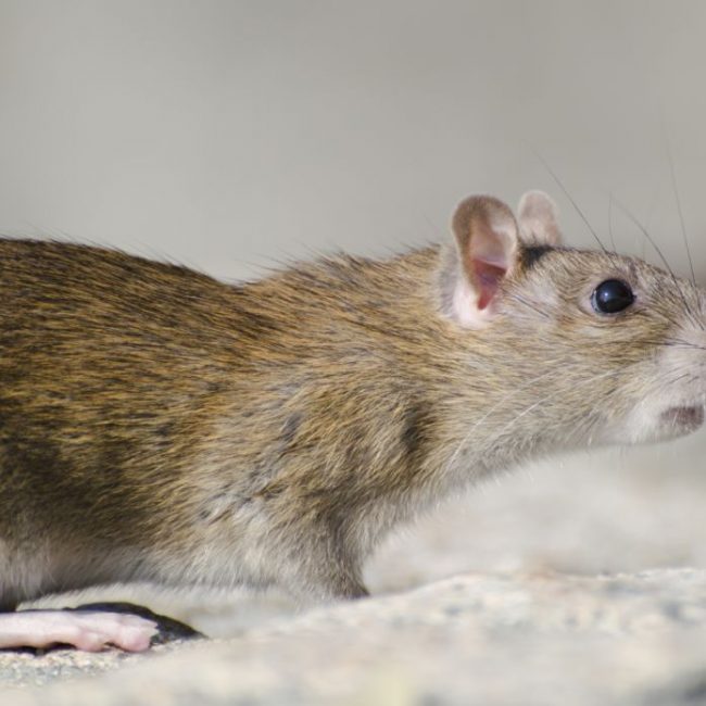 Les méthodes de prévention de la propagation des rats