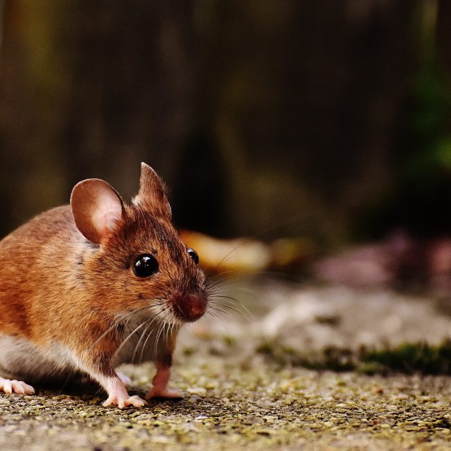 Comment prévenir les infestations de souris et de rats dans les immeubles à logements multiples ?