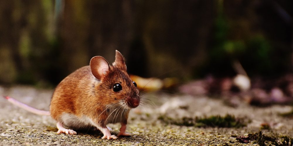 Comment prévenir les infestations de souris et de rats dans les immeubles à logements multiples ?
