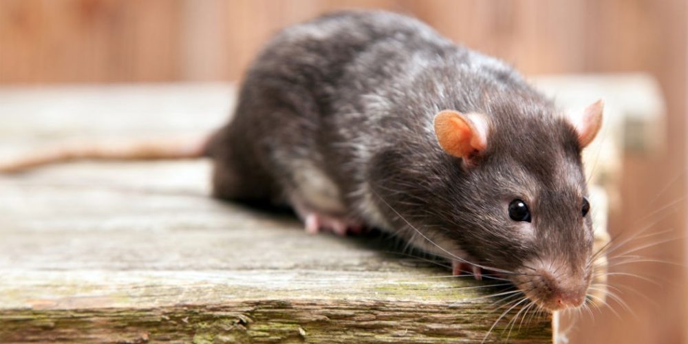Combien de temps vivent les rats en moyenne ?