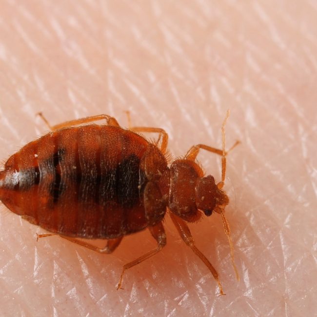 Les dangers des piqûres de punaises de lit et comment s’en protéger