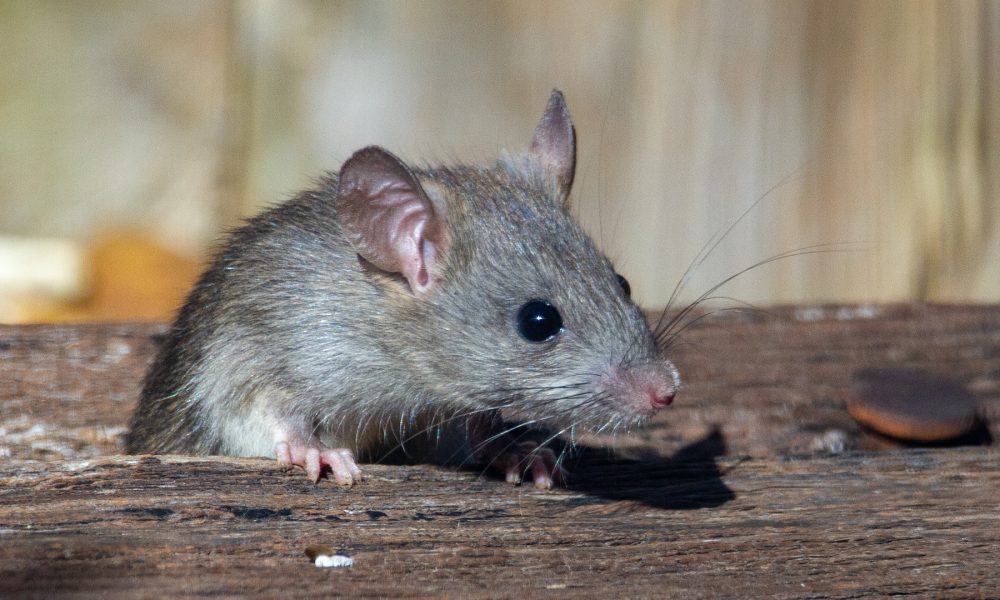 extermination rat montreal