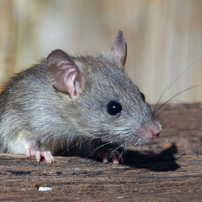 Comment se débarrasser des souris à la maison de manière efficace et écologique ?