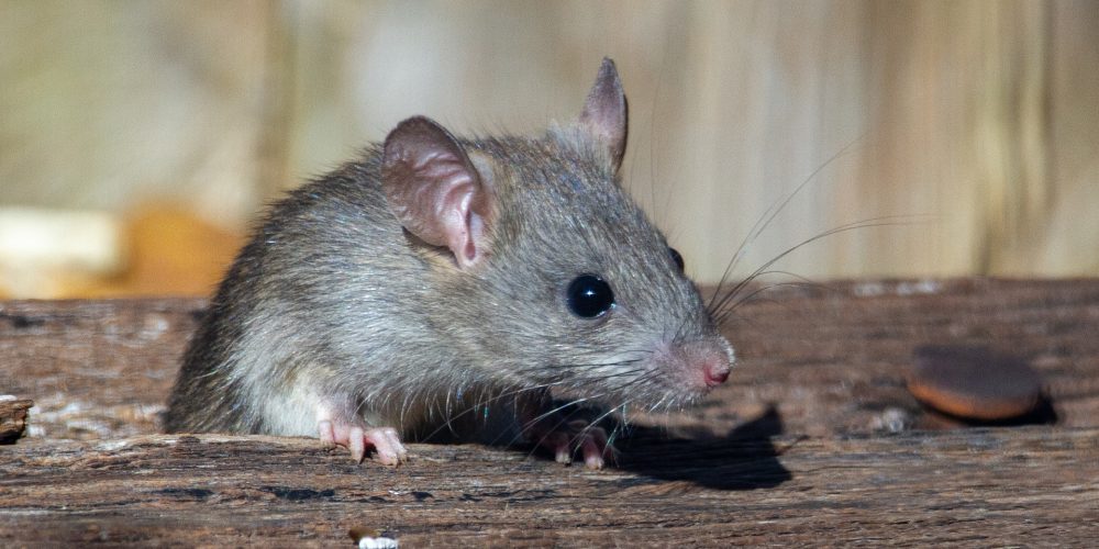 Comment se débarrasser des souris à la maison de manière efficace et écologique ?