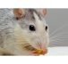 Les dangers pour la santé associés aux infestations de rats ou de souris et comment les éviter