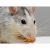 Les dangers pour la santé associés aux infestations de rats ou de souris et comment les éviter