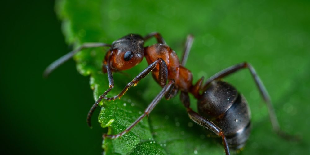 Les dangers des fourmis charpentières pour votre maison : que devez-vous savoir ?