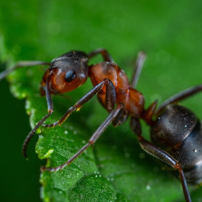 Les dangers des fourmis charpentières pour votre maison : que devez-vous savoir ?