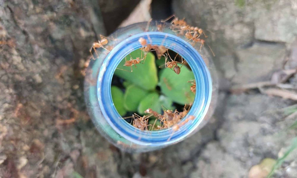 Comment se débarrasser des fourmis de feu : Stratégies efficaces et prévention