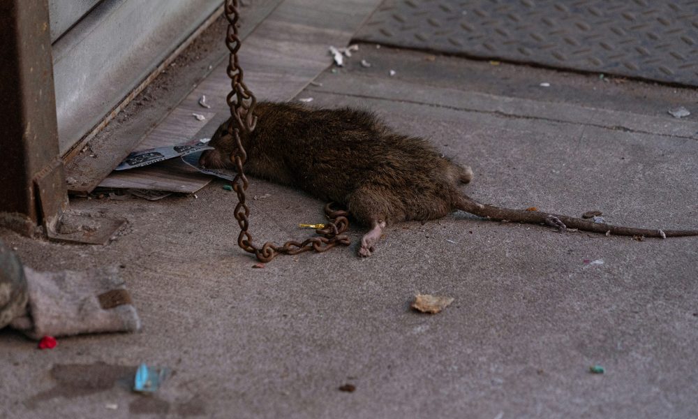 Extermination de rats à Montréal : Protégez votre foyer en février 2025