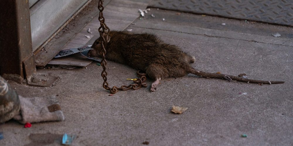 Extermination de rats à Montréal : Protégez votre foyer en février 2025