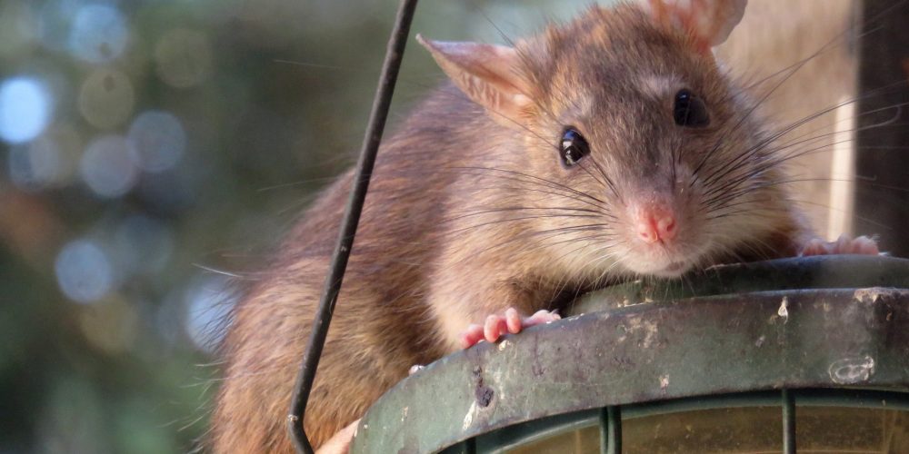 Les maladies transmises par les rats : protégez votre famille