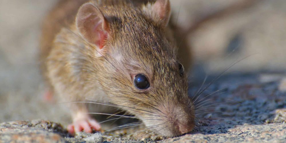 Extermination des rongeurs au Québec : Solutions efficaces pour un environnement sain et sécurisé