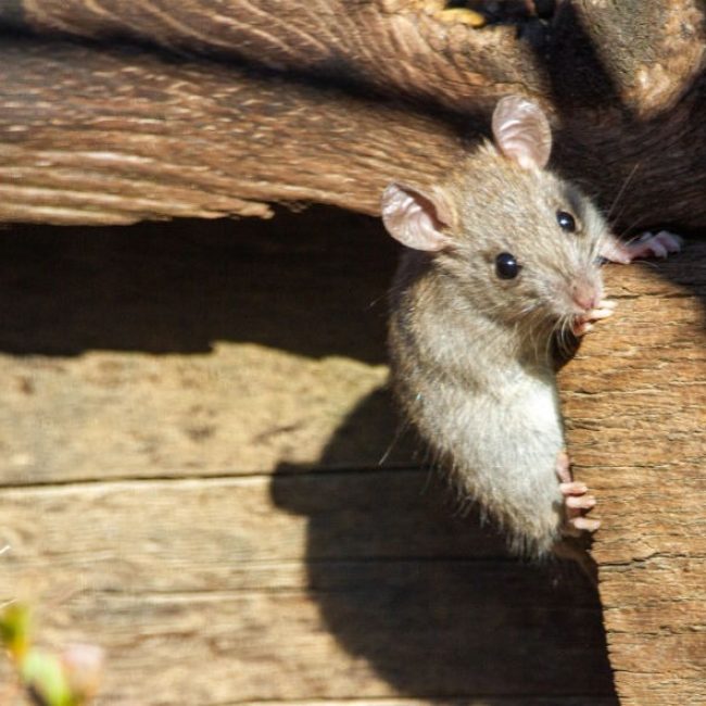 Comment éloigner les souris de sa maison ?
