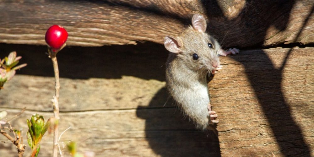 Comment éloigner les souris de sa maison ?