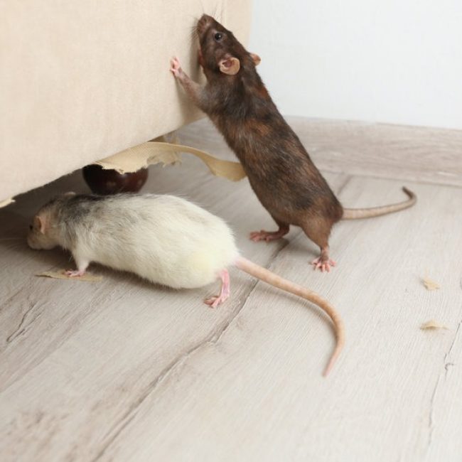 5 conseils pour éliminer les souris dans votre grenier