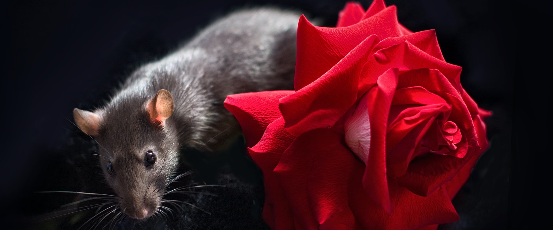 Les signes à surveiller pour détecter la présence de souris dans votre maison L