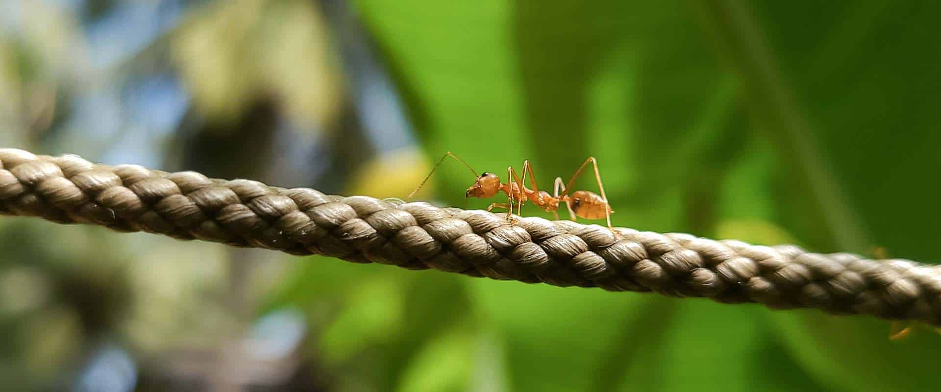 fourmis rouge sur un fil