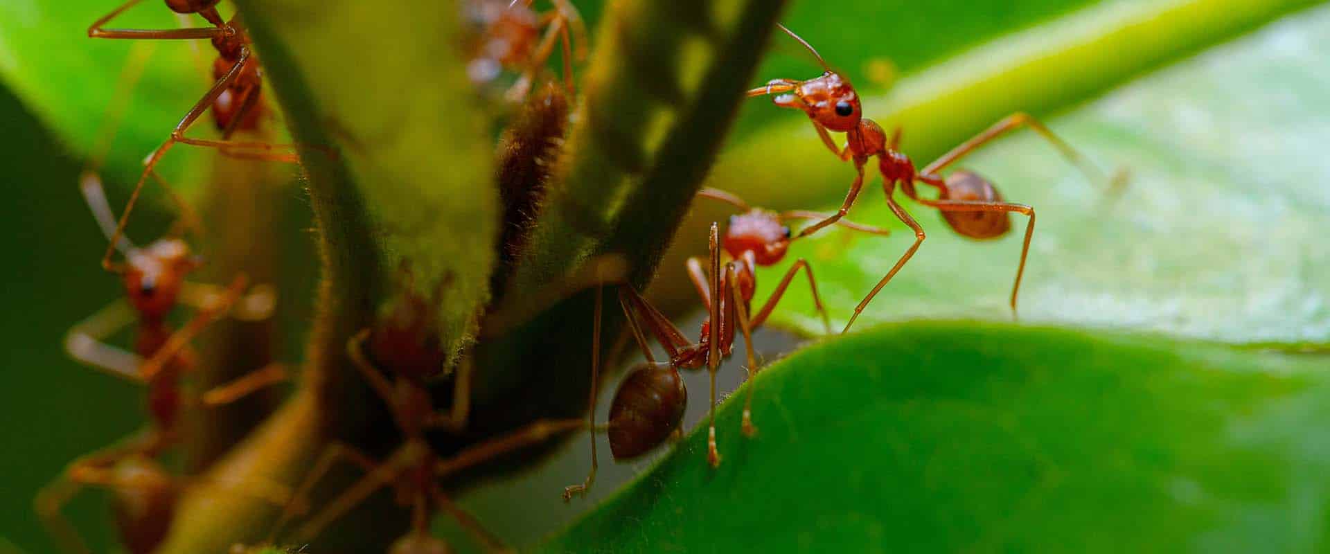 groupe de fourmis rouge