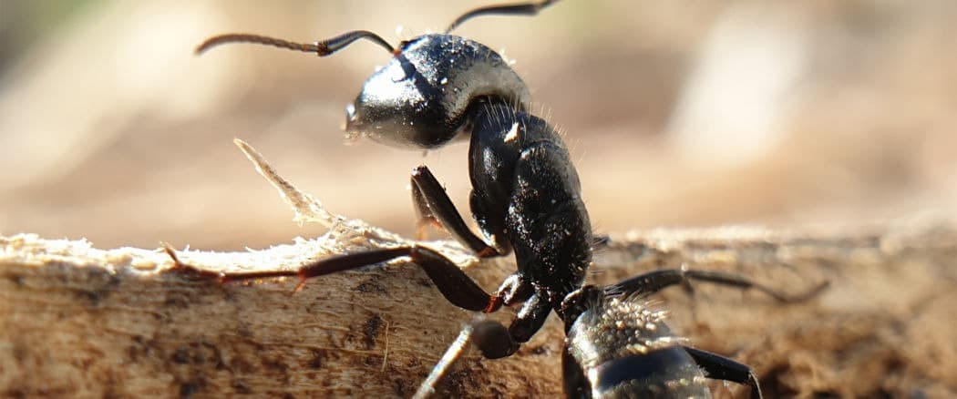 reine des fourmis charpentiere