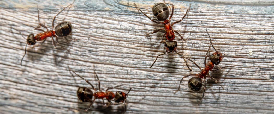 Comment tuer la reine des fourmis ?