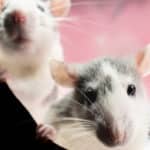 souris extermination montreal